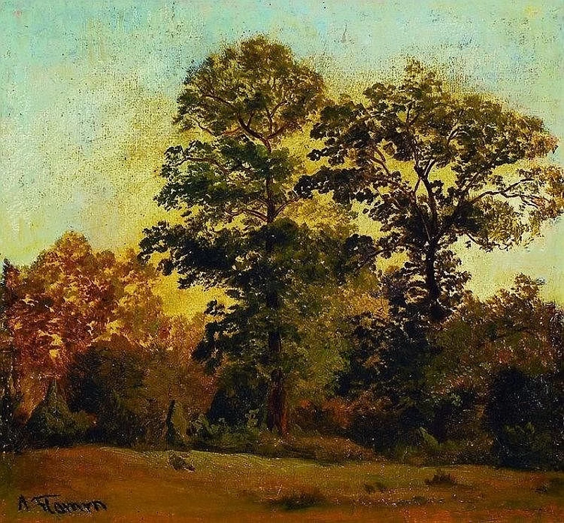 Foresta con campo